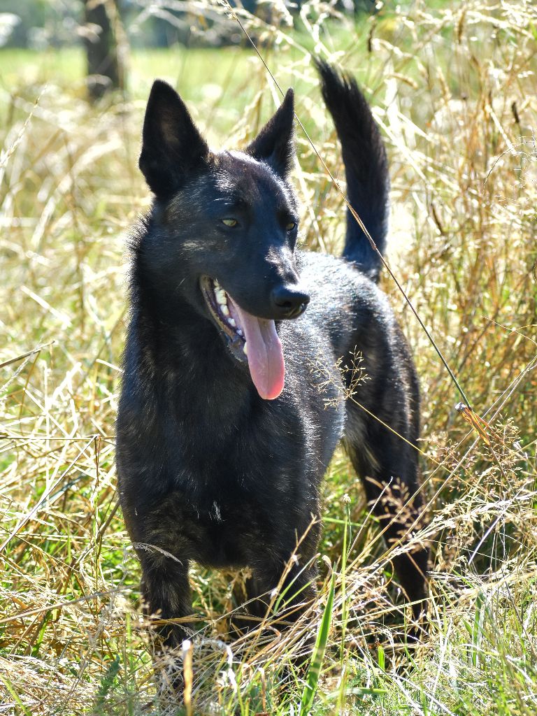 Unité d'élite De La Légion Des Loups