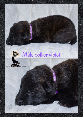 Mâle collier violet