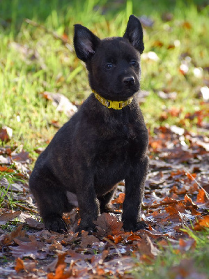 Mâle collier jaune