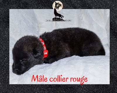 Mâle collier rouge