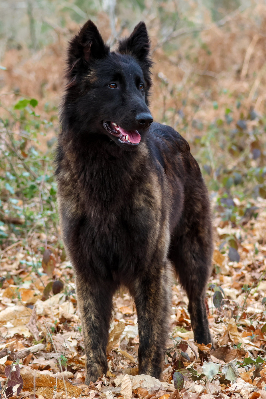 Adès De La Légion Des Loups