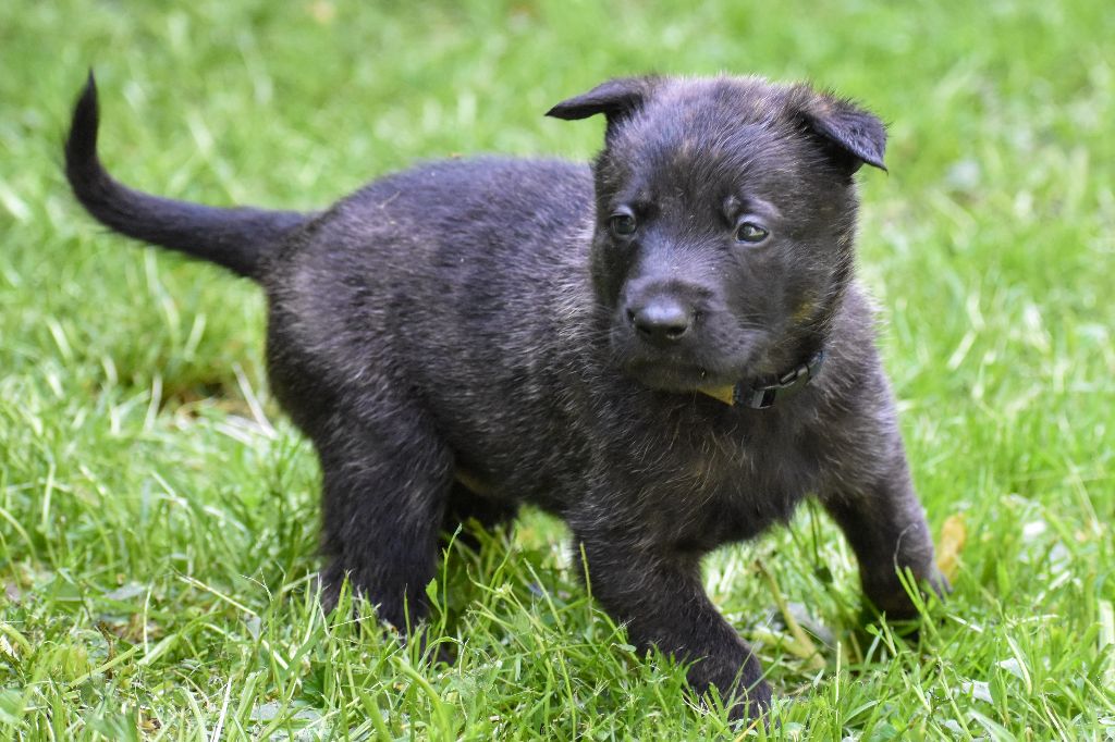 De La Légion Des Loups - Chiots disponibles - Berger hollandais