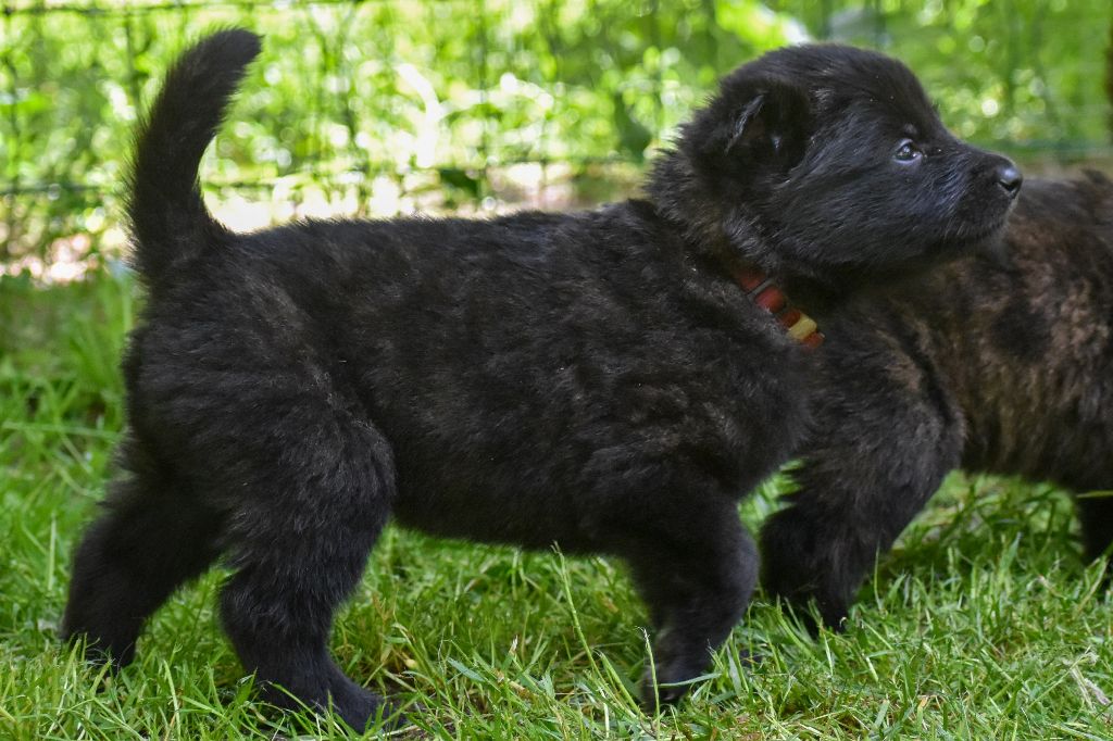 De La Légion Des Loups - Chiots disponibles - Berger hollandais