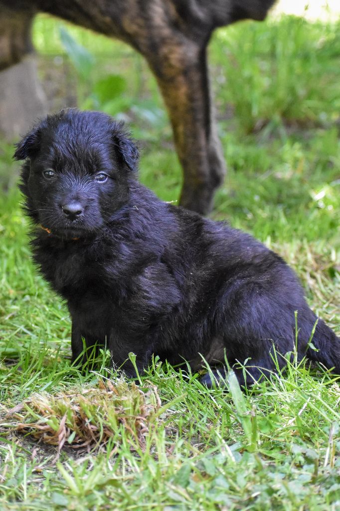 De La Légion Des Loups - Chiots disponibles - Berger hollandais