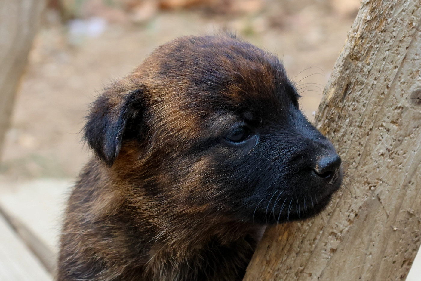 De La Légion Des Loups - Chiots disponibles - Berger hollandais