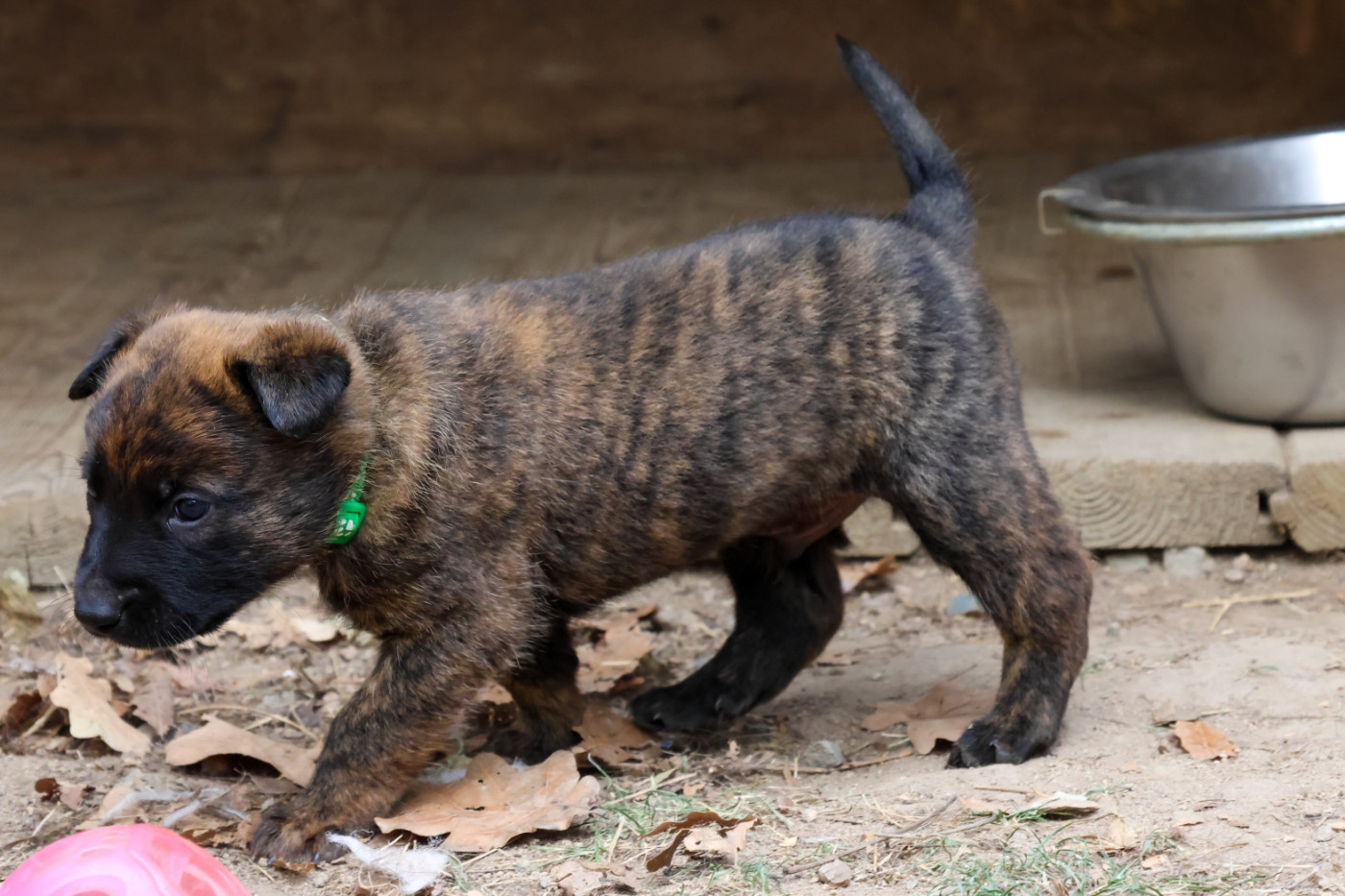 De La Légion Des Loups - Chiots disponibles - Berger hollandais