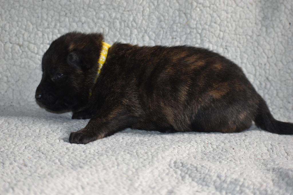 De La Légion Des Loups - Chiots disponibles - Berger hollandais