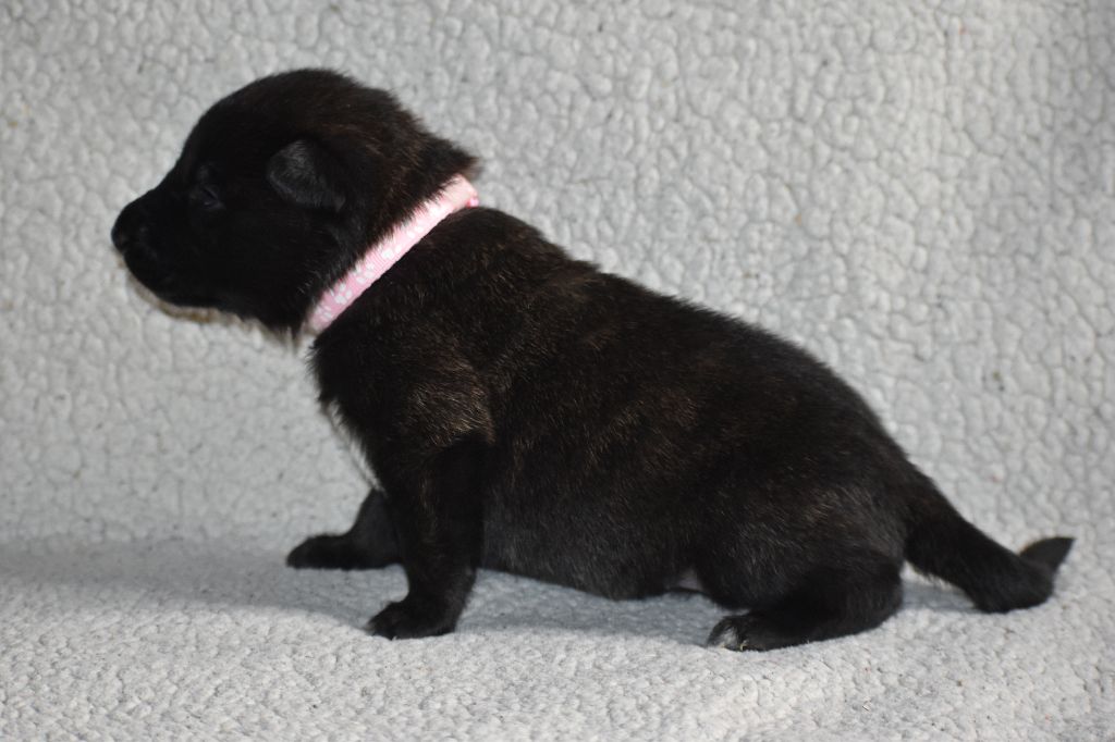 De La Légion Des Loups - Chiots disponibles - Berger hollandais