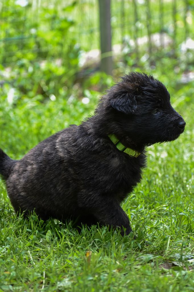 De La Légion Des Loups - Chiots disponibles - Berger hollandais