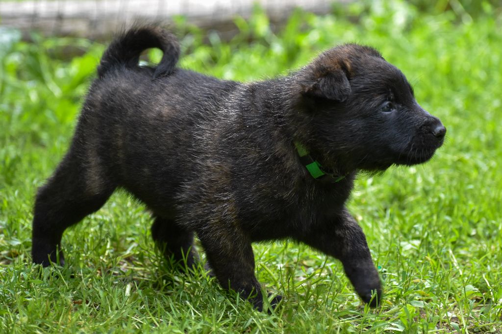 De La Légion Des Loups - Chiots disponibles - Berger hollandais