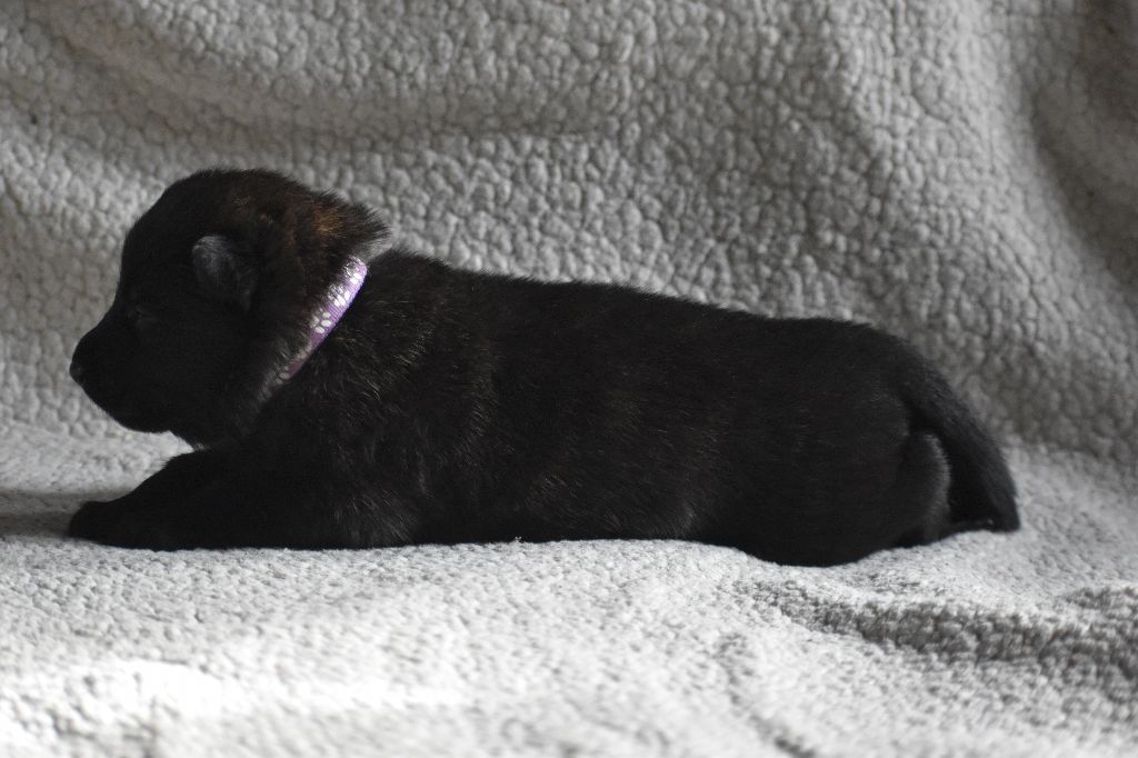 De La Légion Des Loups - Chiots disponibles - Berger hollandais