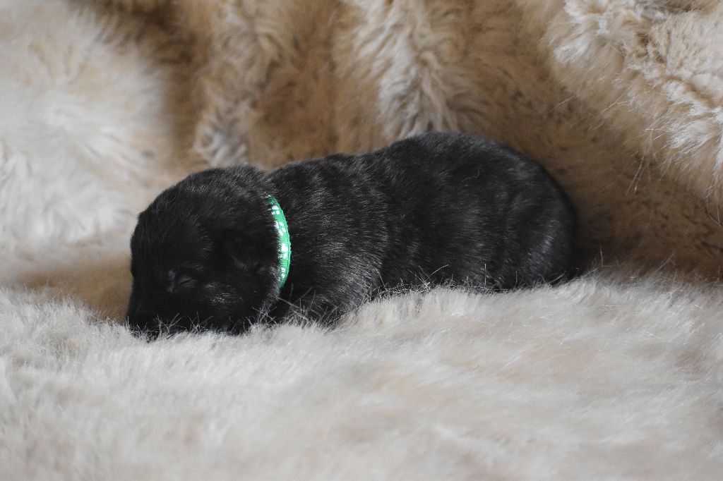 De La Légion Des Loups - Chiots disponibles - Berger hollandais