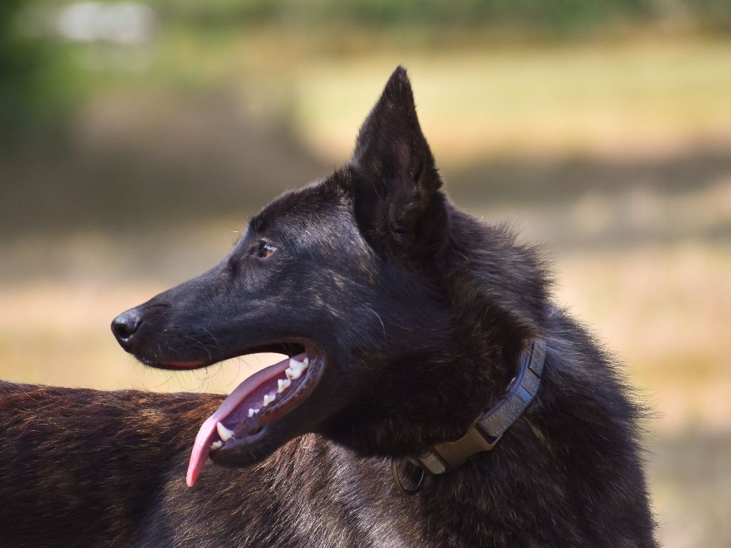 De La Légion Des Loups - Berger hollandais - Portée née le 21/10/2023