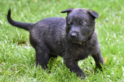 CHIOT 3