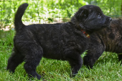 CHIOT 6