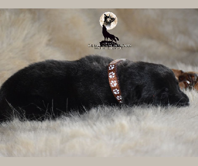 Collier marron 