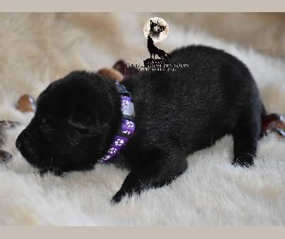 Collier violette 
