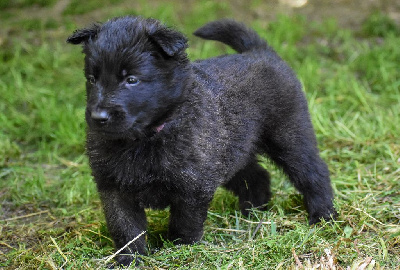 CHIOT 2