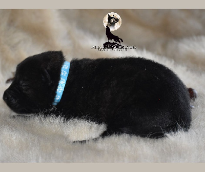 collier bleu clair 