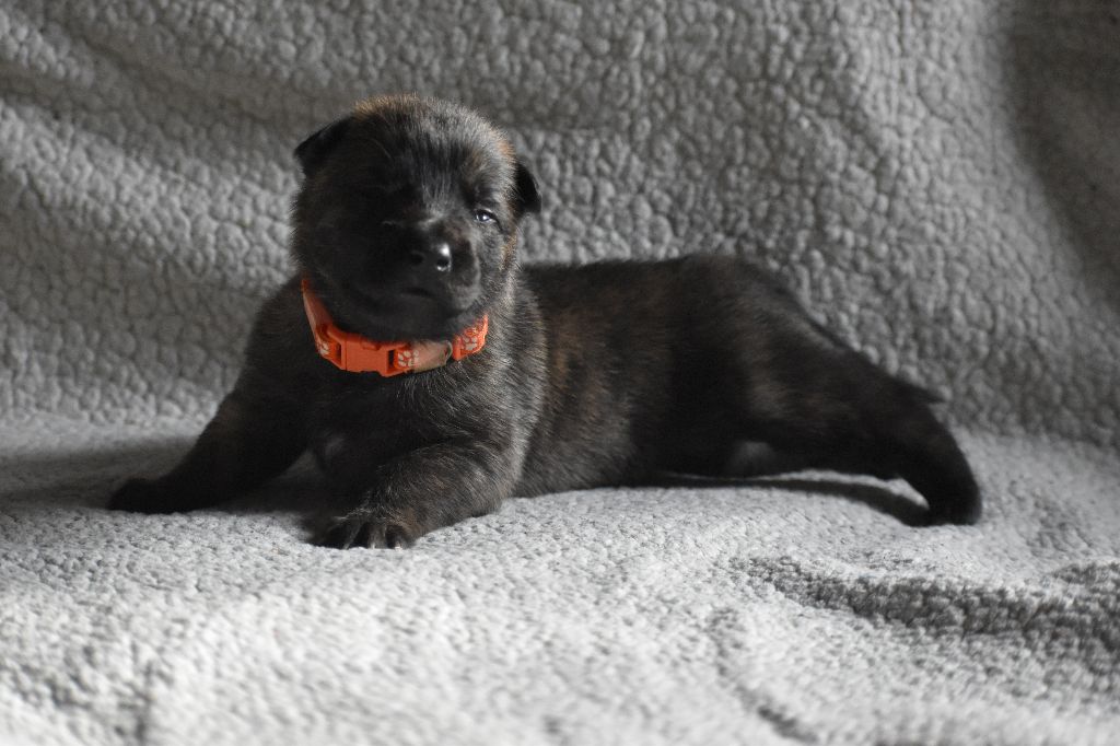 De La Légion Des Loups - Chiots disponibles - Berger hollandais