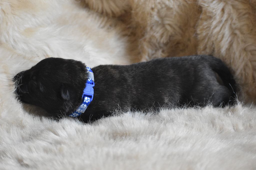 De La Légion Des Loups - Chiots disponibles - Berger hollandais